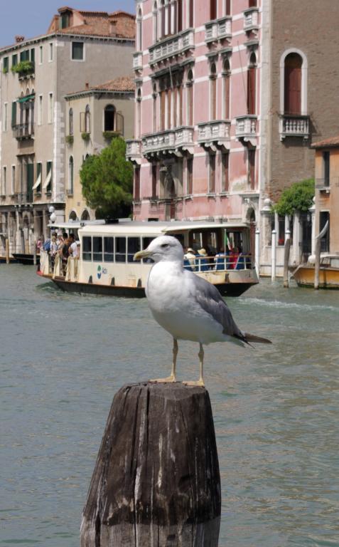 Gabbiano Veneziano con vista (Larus michahellis, foto…