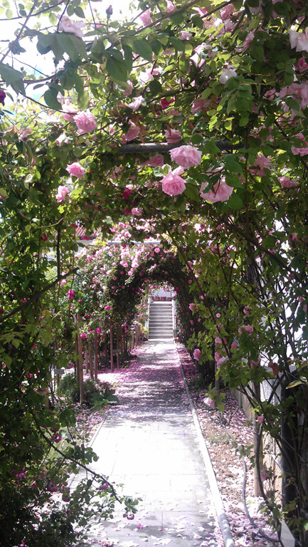 Nova Gorica, arco di rose., Rosa Bourbon., Rosa variegata…