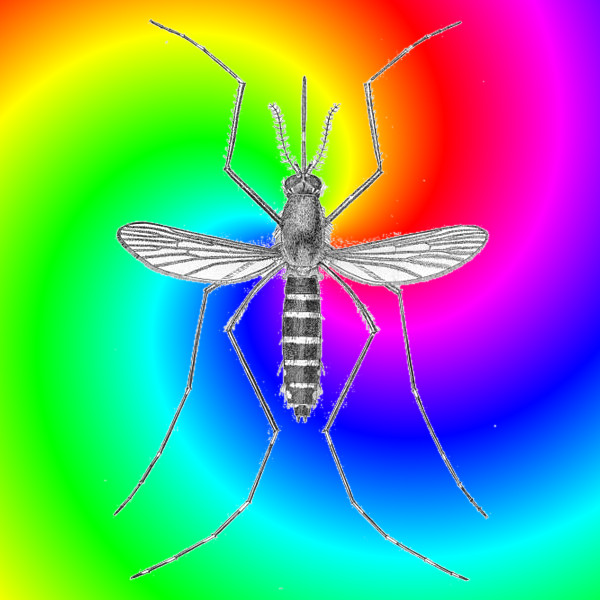 Son tornate le zanzare (www.ilridotto.info + wikimedia.org).