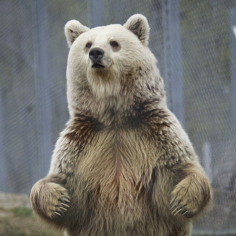 Un orso degli appennini norvegesi (Ursus arctos, fonte…