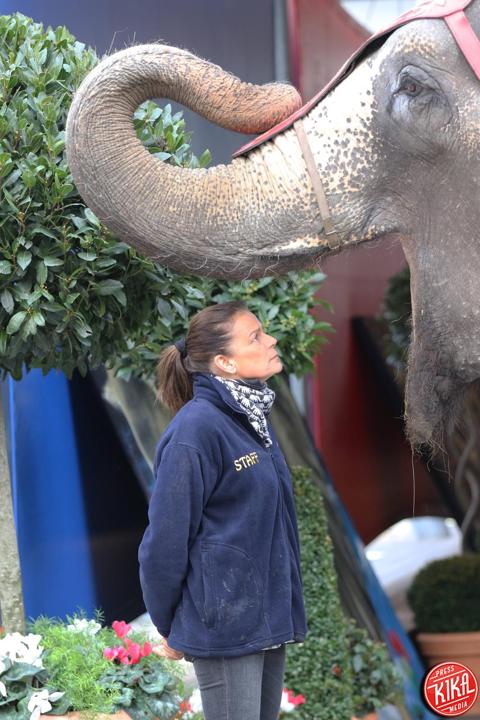 Stéphanie di Monaco con gli elefanti. La Principessa, che…