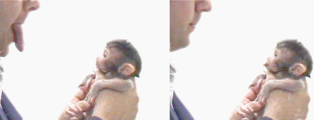 Un cucciolo di macaco imita le espressioni facciali umane …