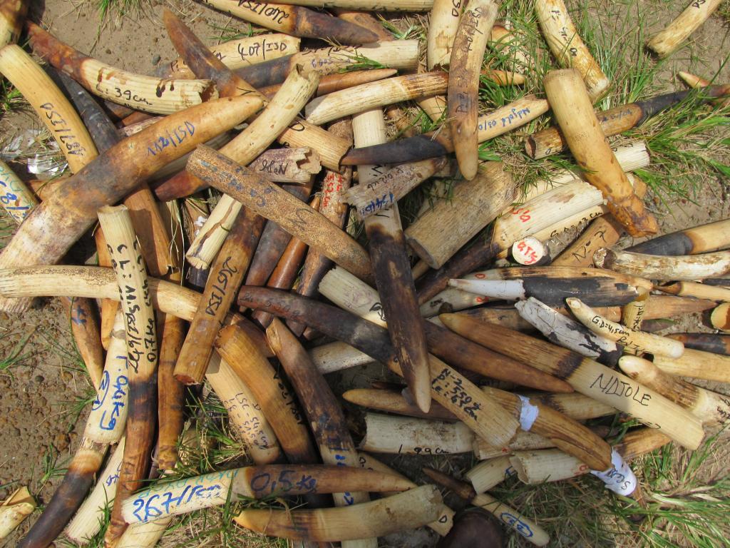 Gabon zanne d'avorio di contrabbando destinate alla…