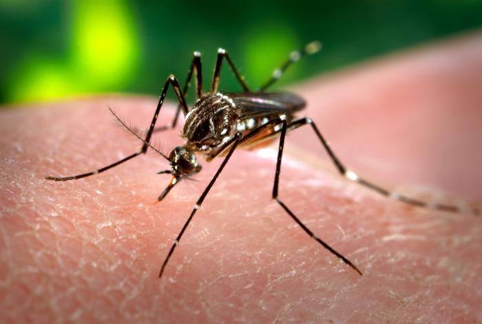 Esemplare di zanzare Aedes aegypti (fonte wikipedia).,…