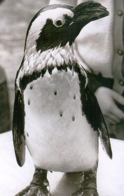 Marco, il pinguino di Trieste (foto Il Piccolo)., Marco a…